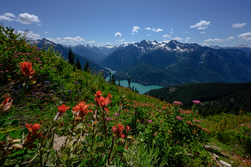 Wildflowers Along Mountain Slope Over Diablo Lake in the North Cascades