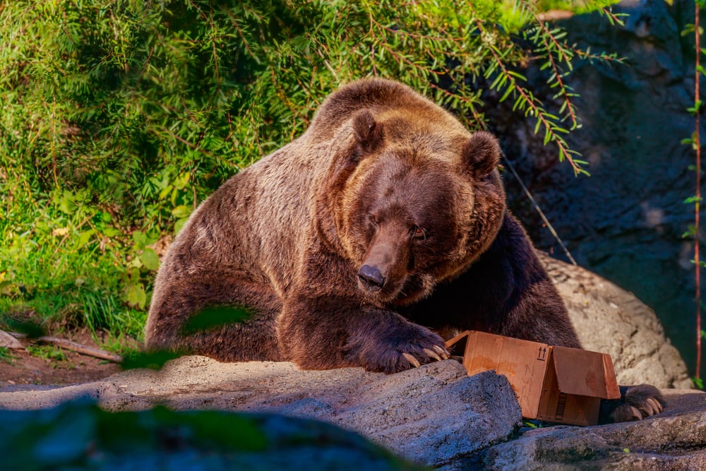 Giant Brown bear feeds from a cardboard box, in Woodland Park Zoo.